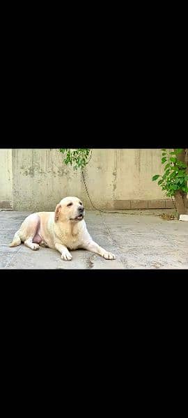 British Labrador female 0