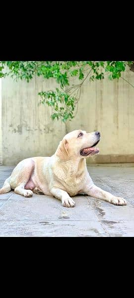 British Labrador female 1