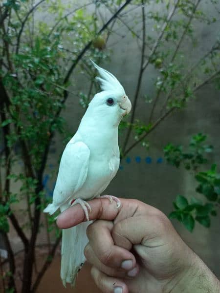 Hand tame eno red eyes cocktail friendly bird / white parrot 0