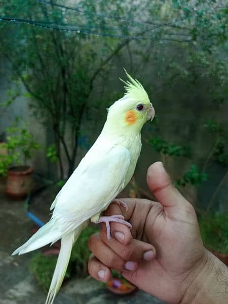 Hand tame eno red eyes cocktail friendly bird / white parrot 1
