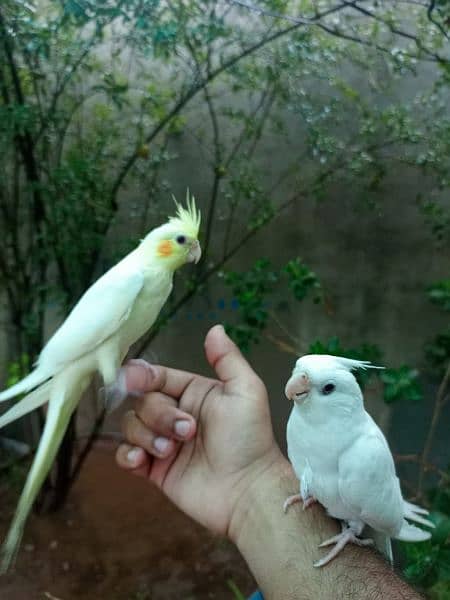 Hand tame eno red eyes cocktail friendly bird / white parrot 2