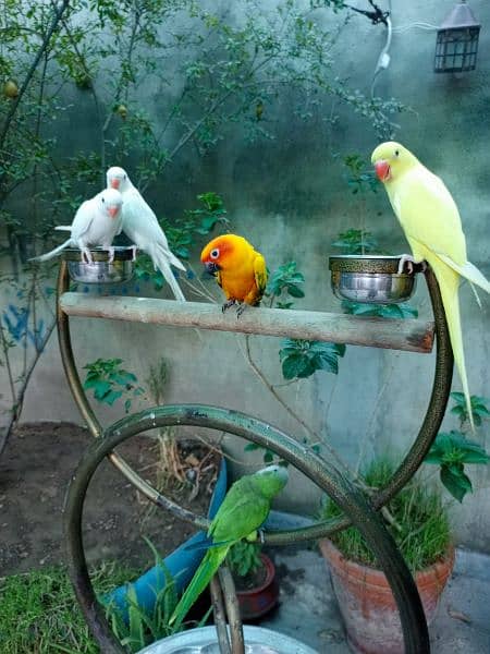 Hand tame eno red eyes cocktail friendly bird / white parrot 3