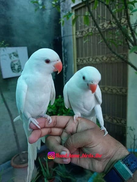 Hand tame eno red eyes cocktail friendly bird / white parrot 4