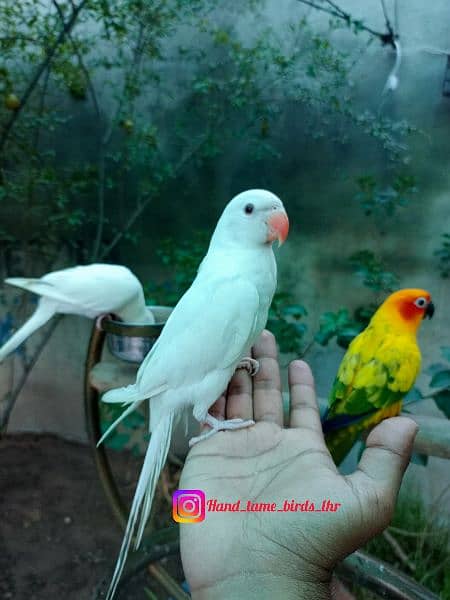 Hand tame eno red eyes cocktail friendly bird / white parrot 5