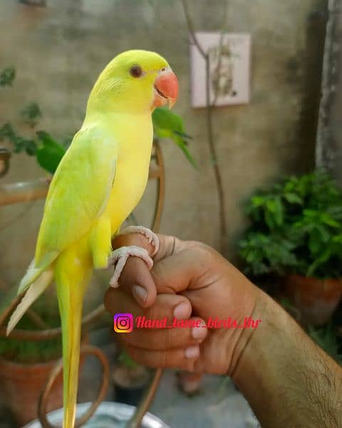 Hand tame eno red eyes cocktail friendly bird / white parrot 6