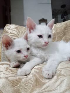Turkish angora Cats pair. For Sale!