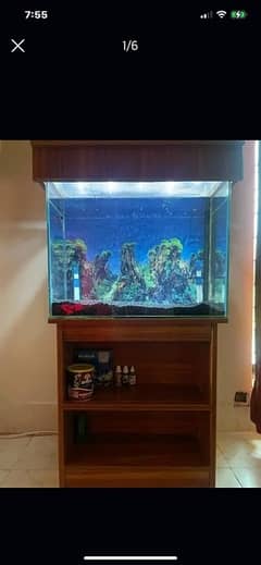 Fish Aquarium