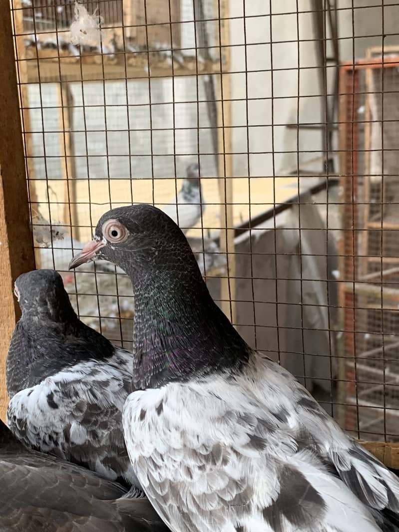 1 teddy female 3baby pigeon for sale 4