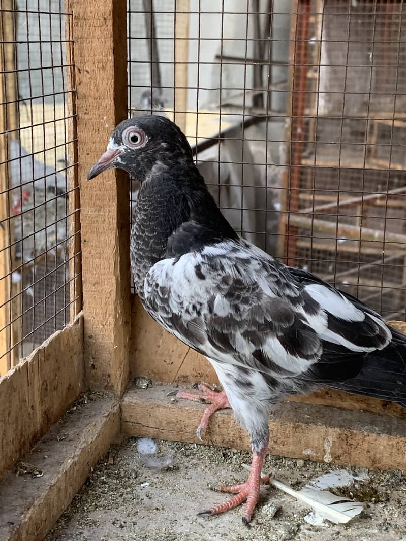 1 teddy female 3baby pigeon for sale 5