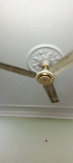 ceiling fan 0