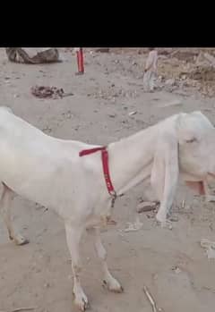 Rajanpuri / bakre / Goat for sale /بکری
