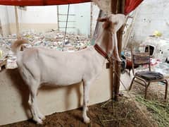 pregnant goat urgent sell 0