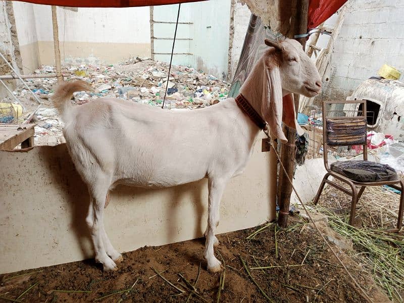 pregnant goat urgent sell 1