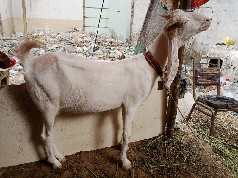 pregnant goat urgent sell 2