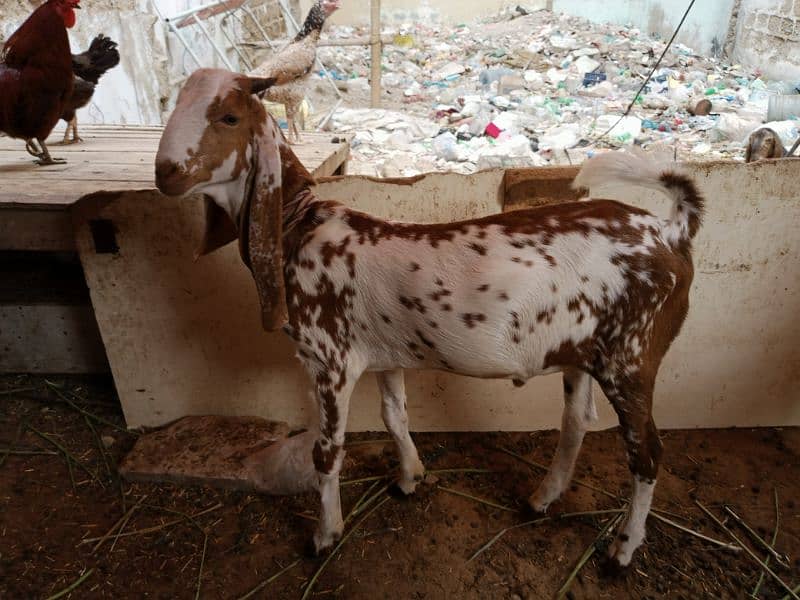 pregnant goat urgent sell 3