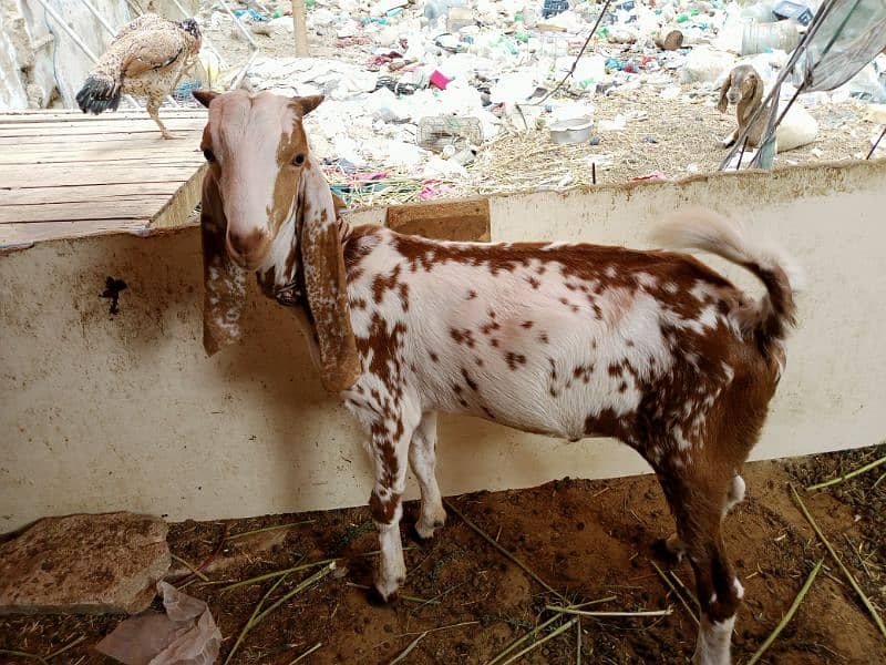 pregnant goat urgent sell 4