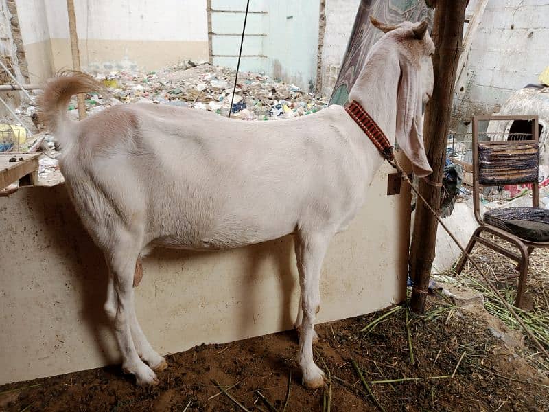 pregnant goat urgent sell 5
