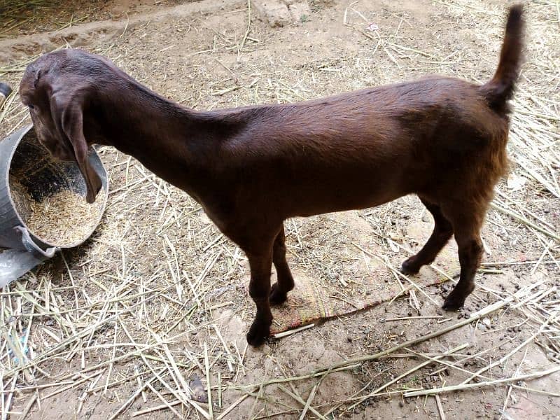 pregnant goat urgent sell 6