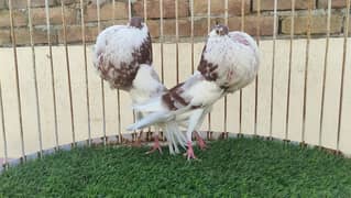 Fancy pigeons available