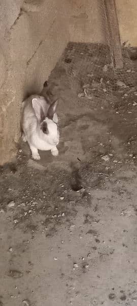 rabbit for sale 0