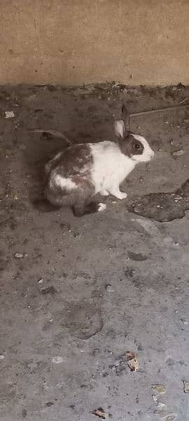 rabbit for sale 1