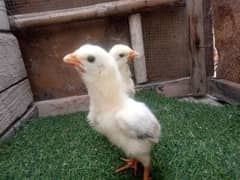 Oh Shamo chicks & Indian parrot beek & Qudhari