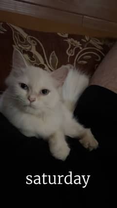 white persian cat and blue eyes 0