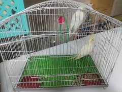 coctail bird pair for sale