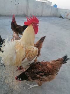 Quantity quantity 3 Male murghay for sale at Islamabad 0