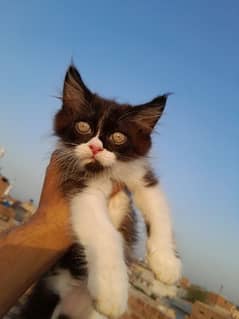 Persian Punch Face Kitten