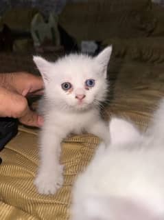 Persian Kitten Female of 1 Month