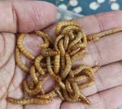 Bird and fish feed live meal worms (read ad)