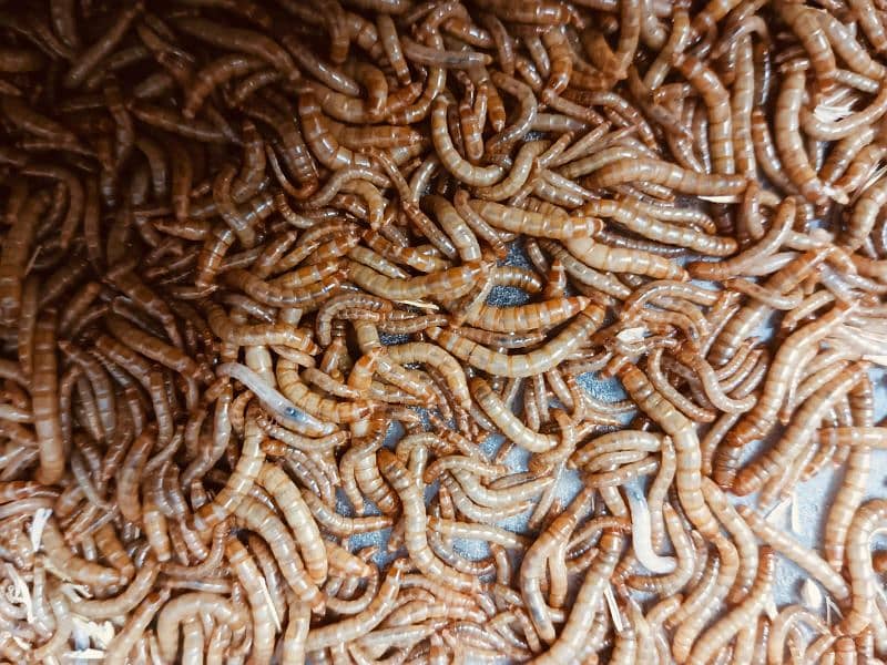 Bird and fish feed live meal worms 1