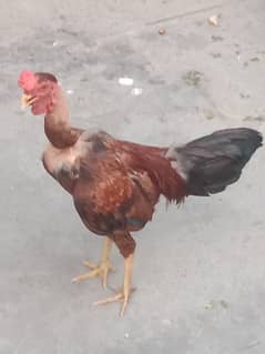 Rooster & Hens urgent Sale 0