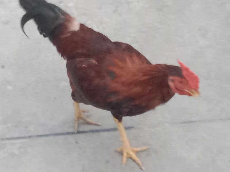 Rooster & Hens urgent Sale 1