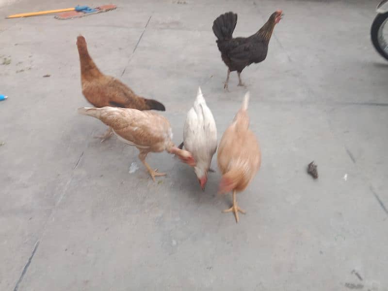 Rooster & Hens urgent Sale 2