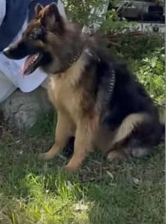 German Shepherd