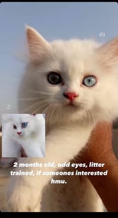 Persian cat odd eye