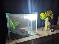 Fish Aquarium 0