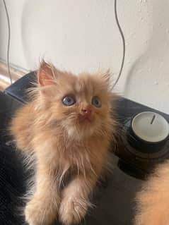 Persian Kittens for Sale