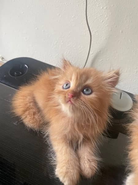 Persian Kittens for Sale 7