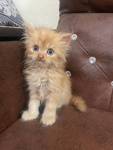 Persian Kittens for Sale 8