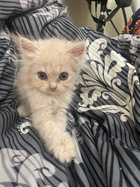 Persian Kittens for Sale 9