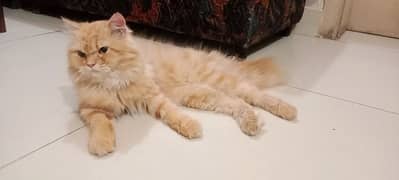 Female Siberian Cat for Sale