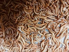 Live Meal worms for sale. pls contact for price.
