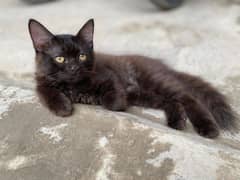 Black persion kitten with yellow eyes