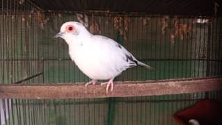 Diamond pied dove washed quality pairs