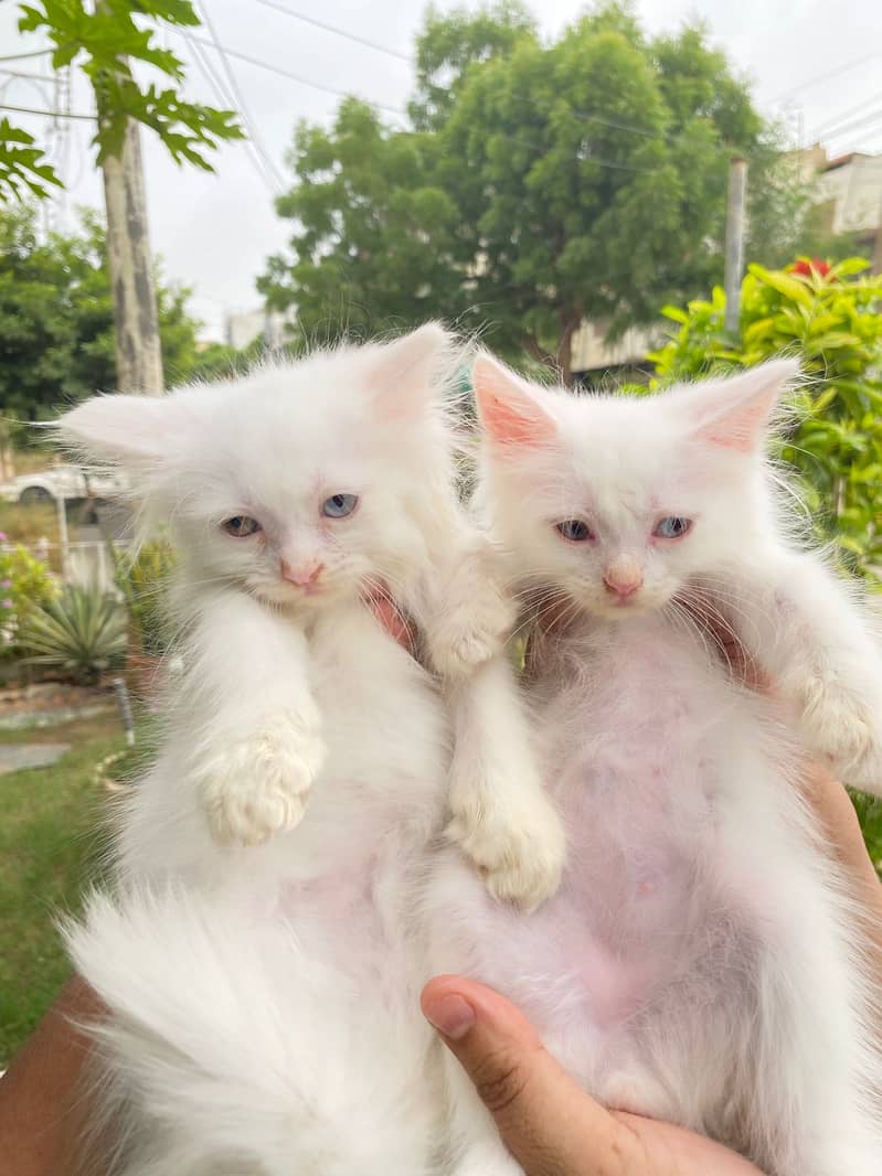 Persian Cat / White Persian cat / Punch face Cat / Doll Face cat 8