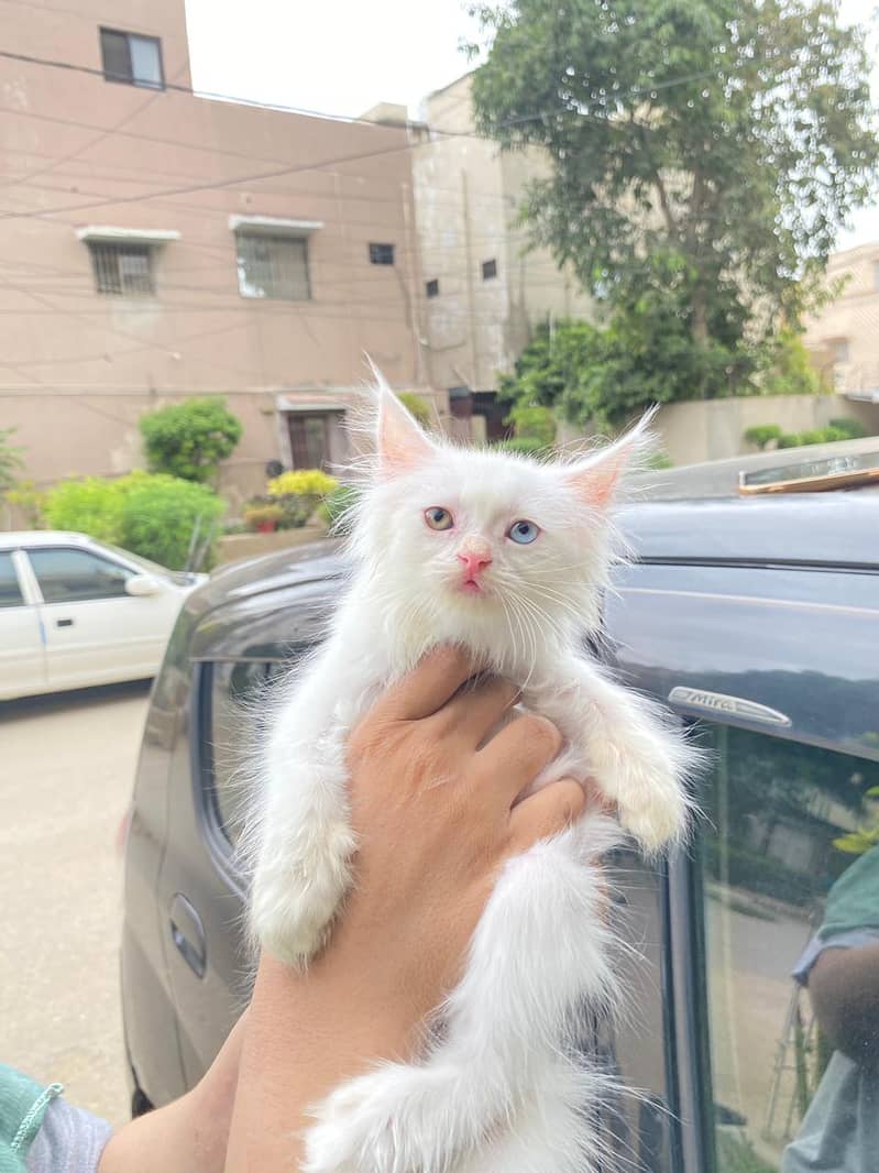 Persian Cat / White Persian cat / Punch face Cat / Doll Face cat 10