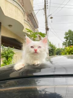 Persian Cat / White Persian cat / Punch face Cat / Doll Face cat